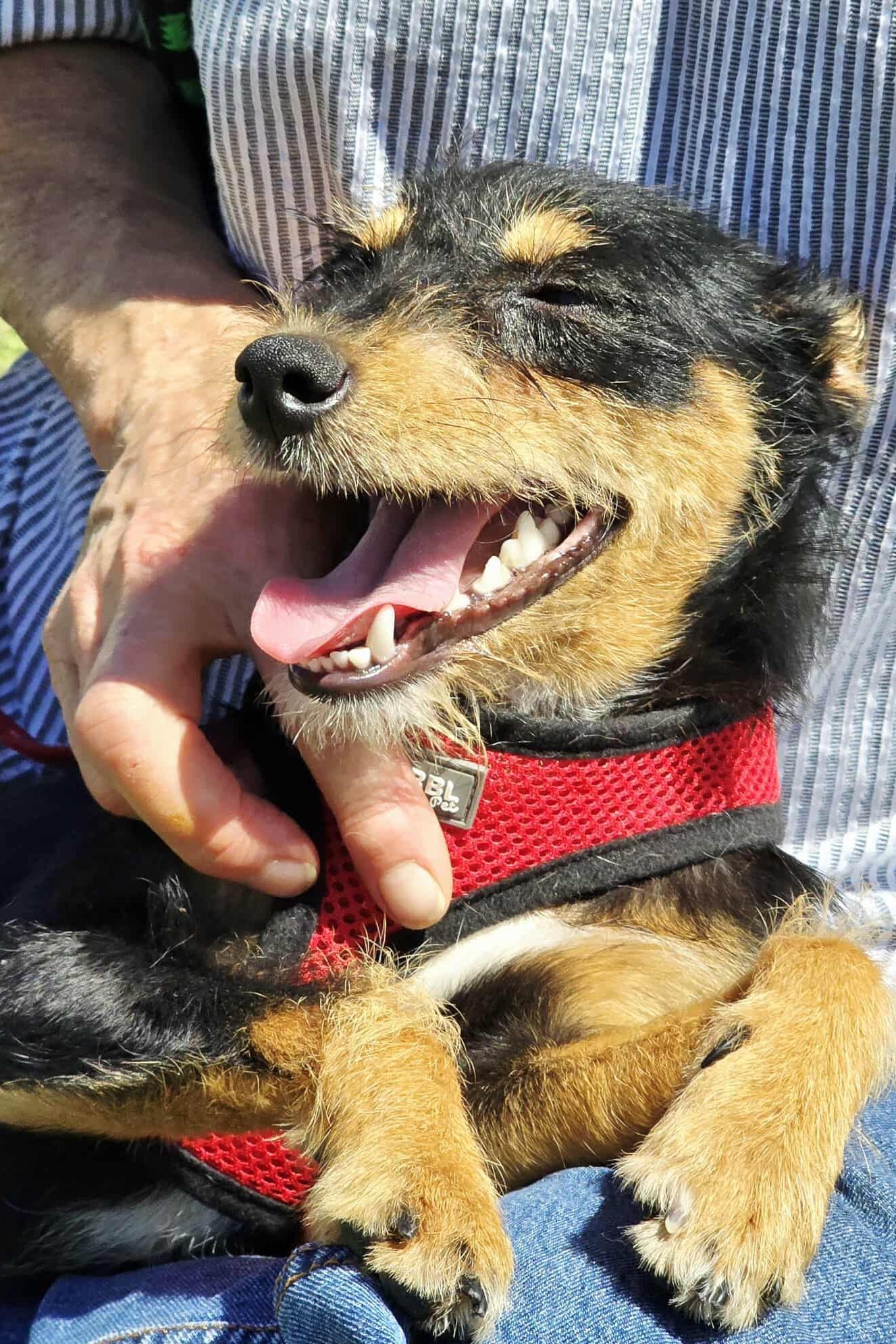 dog_rehoming_portugal