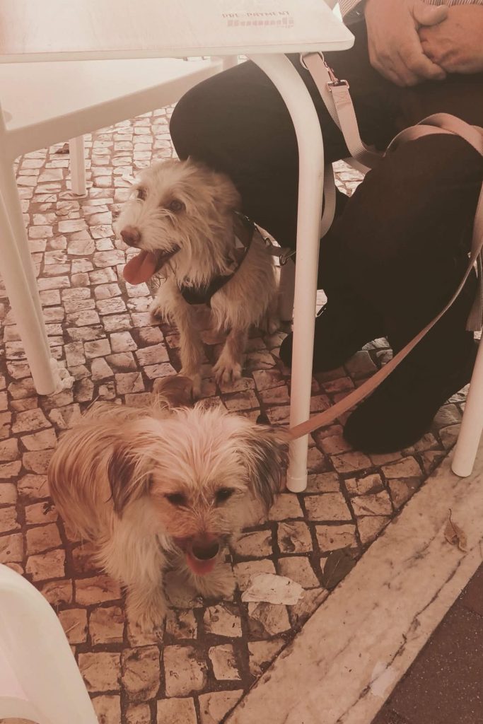dog_rehoming_portugal
