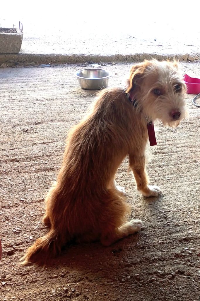 Dog_rehoming_portugal