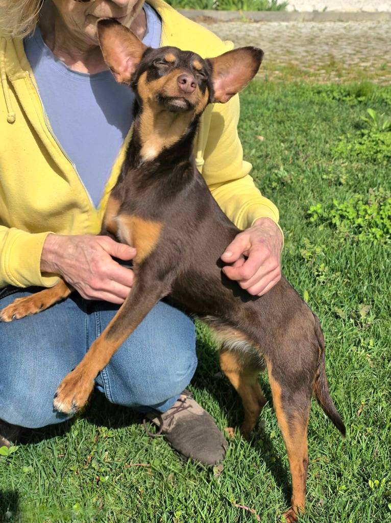 dog_rehoming_portugal