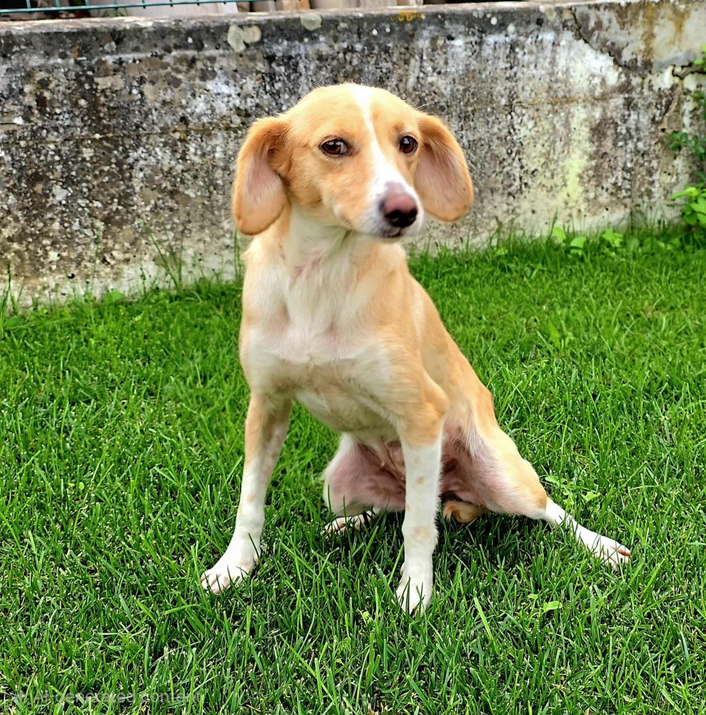 dog_rehoming_portugal