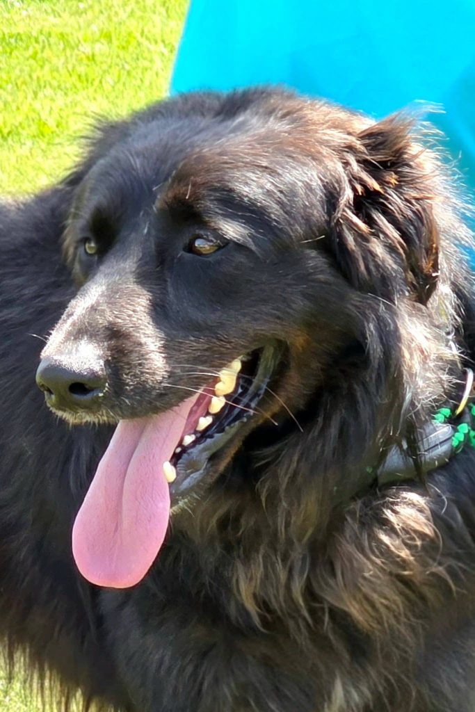 dog_rescue_portugal