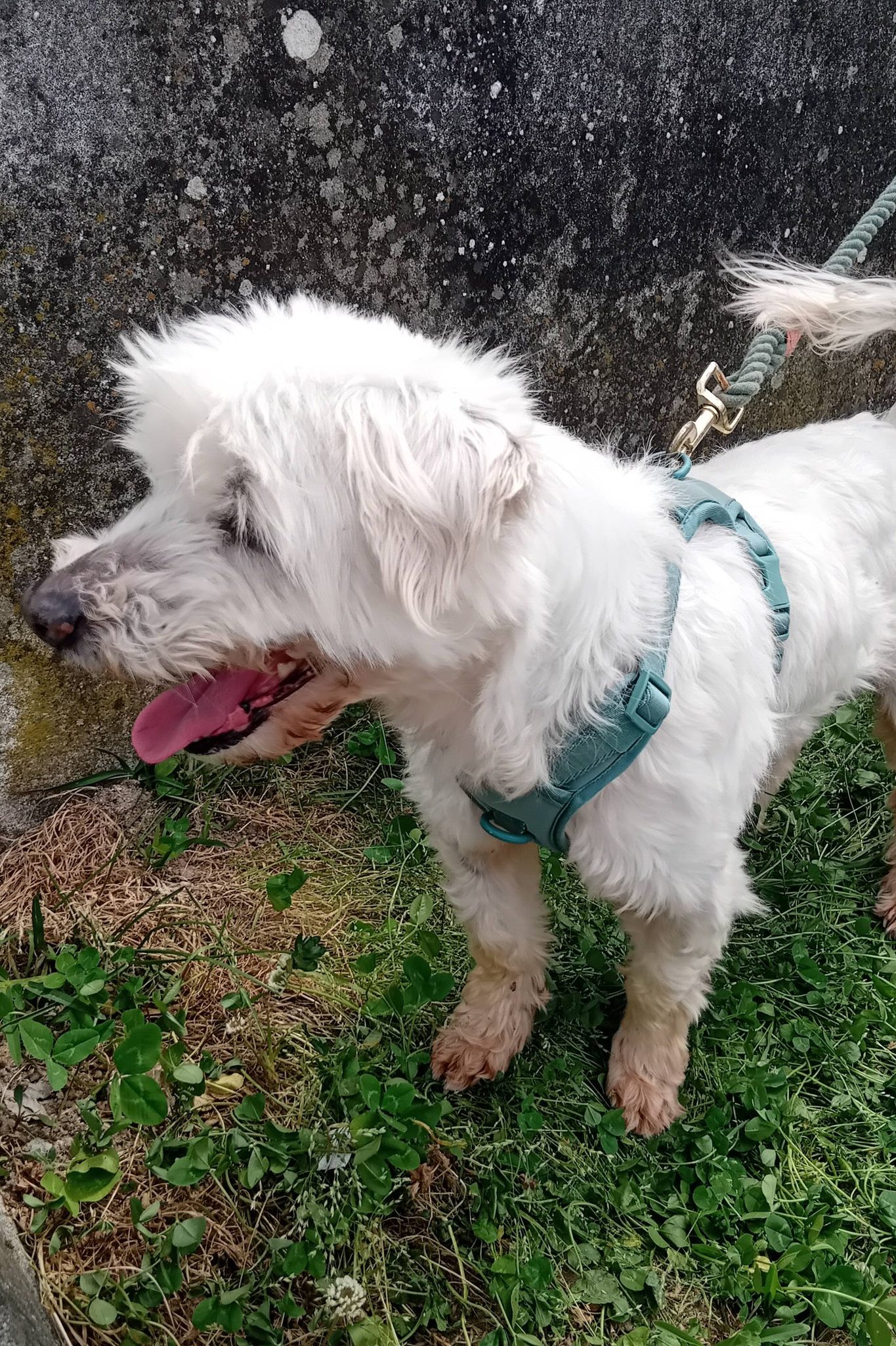 dog_rescue_portugal