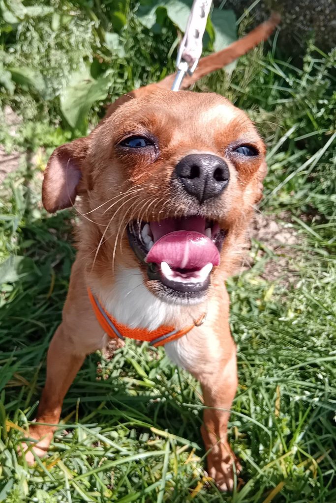 dog_rescue_portugal