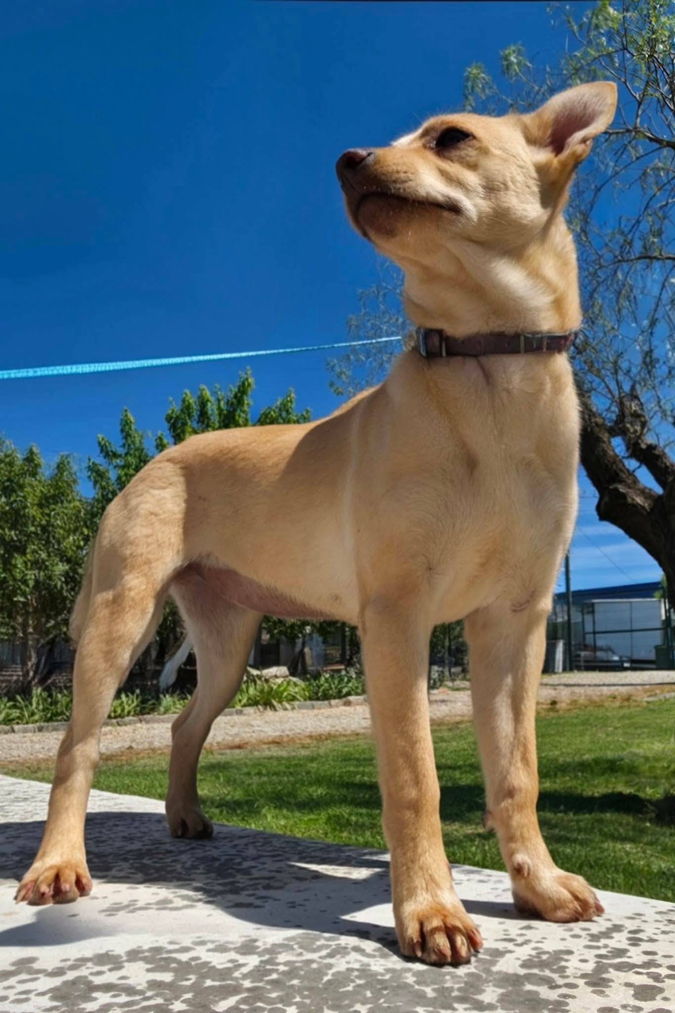 dog_rescue_portugal