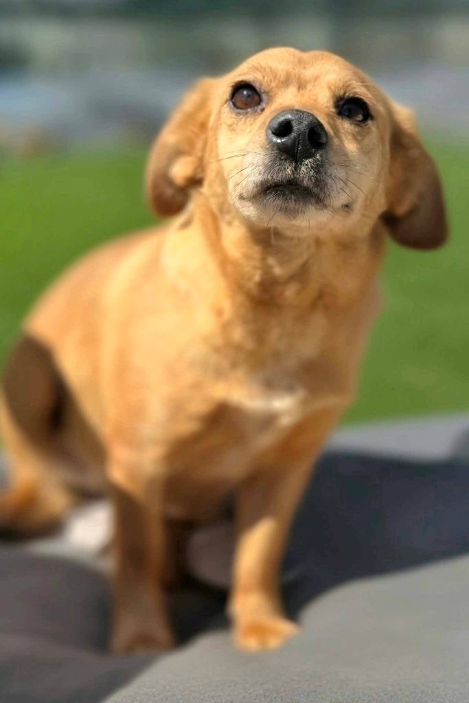 dog_rehoming_portugal