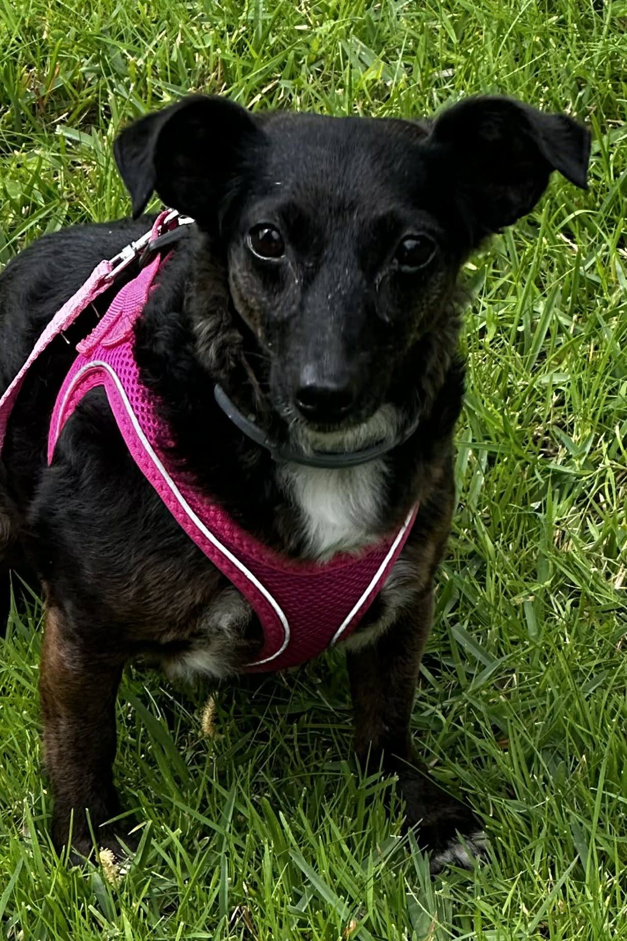 dog_rehoming_portugal