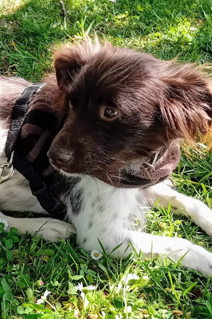 dog_rehoming_portugal