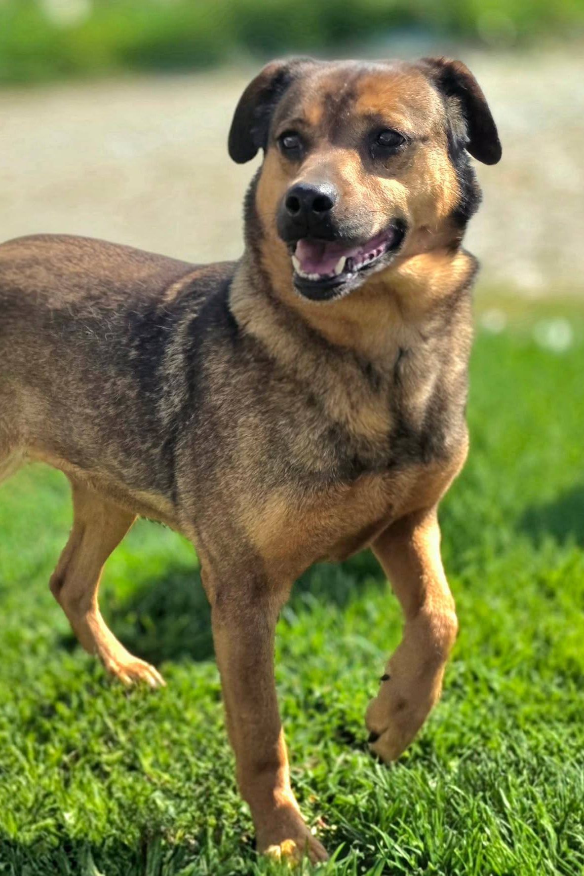 dog_rehoming_portugal
