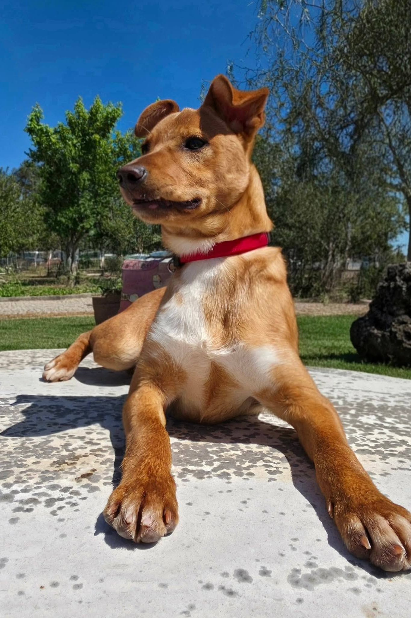 dog_rehoming_portugal