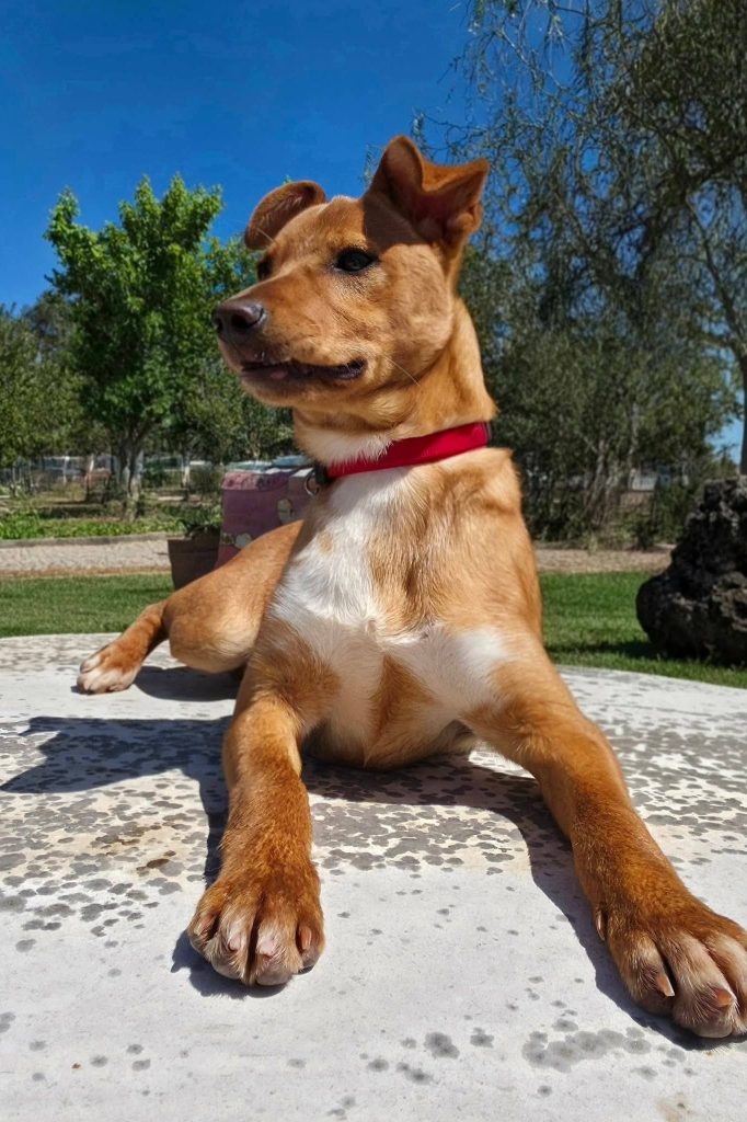 dog_rehoming_portugal