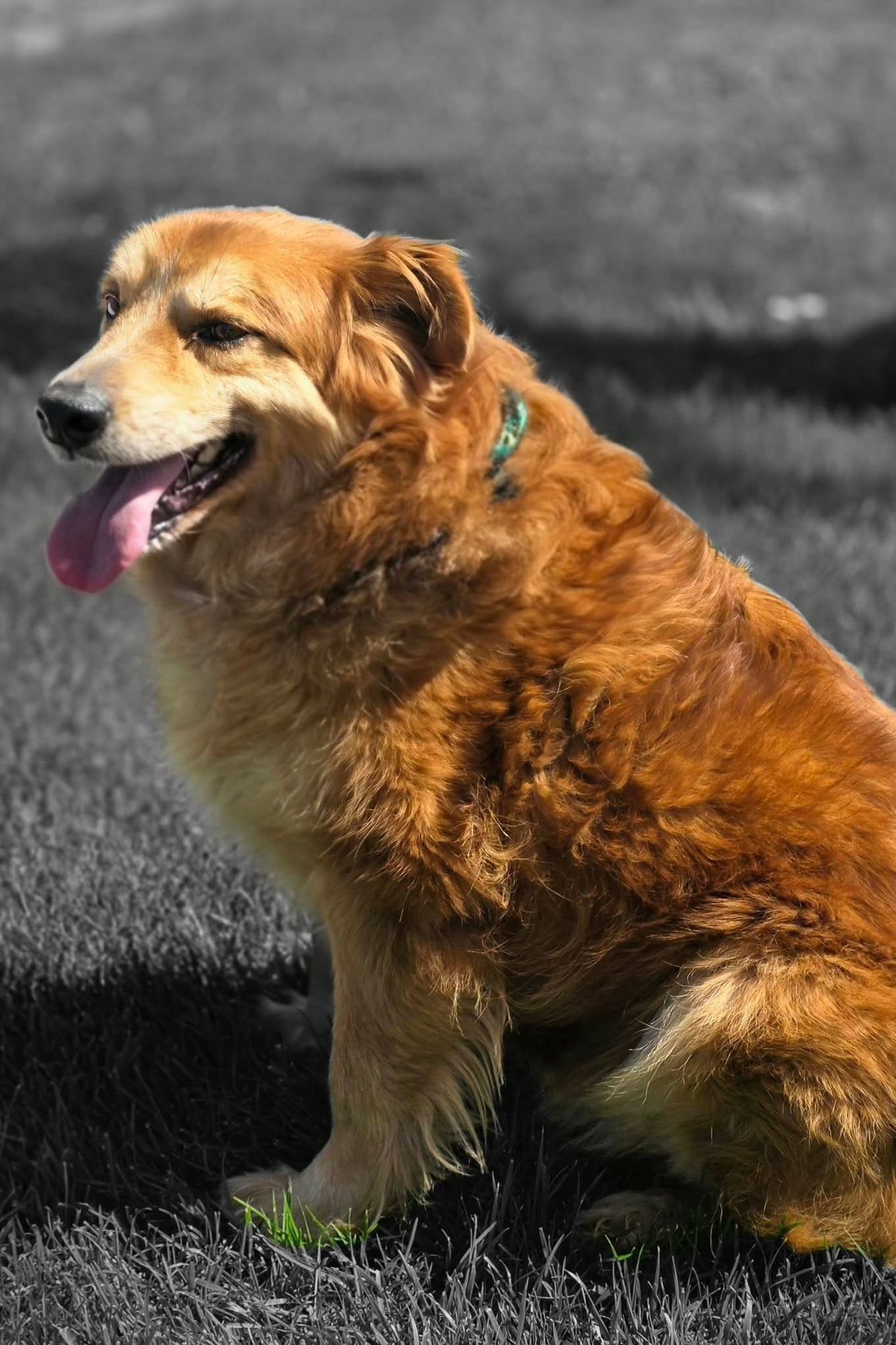 dog_rescue_portugal