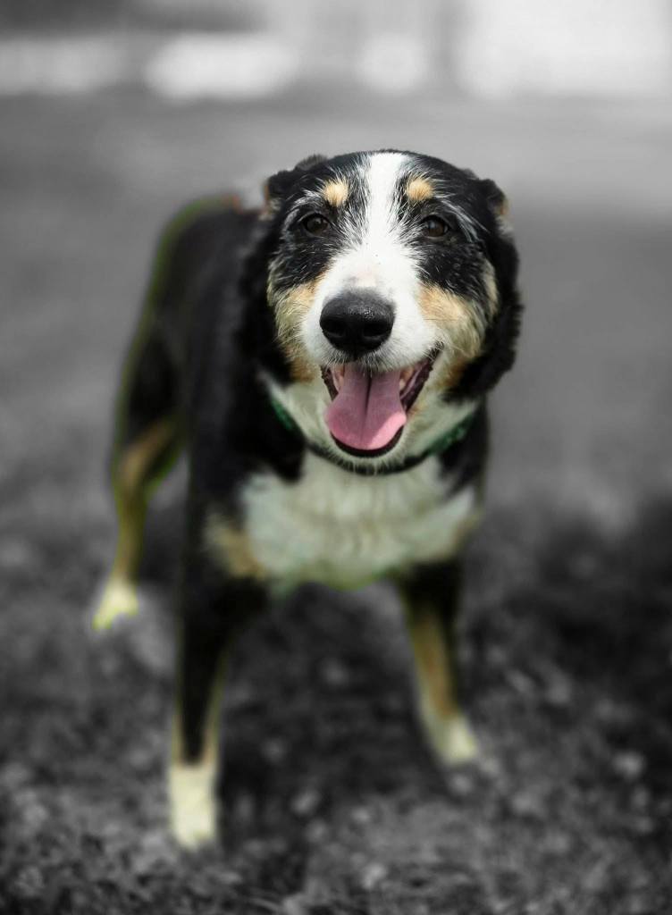 Dog_rescue_portugal_nell