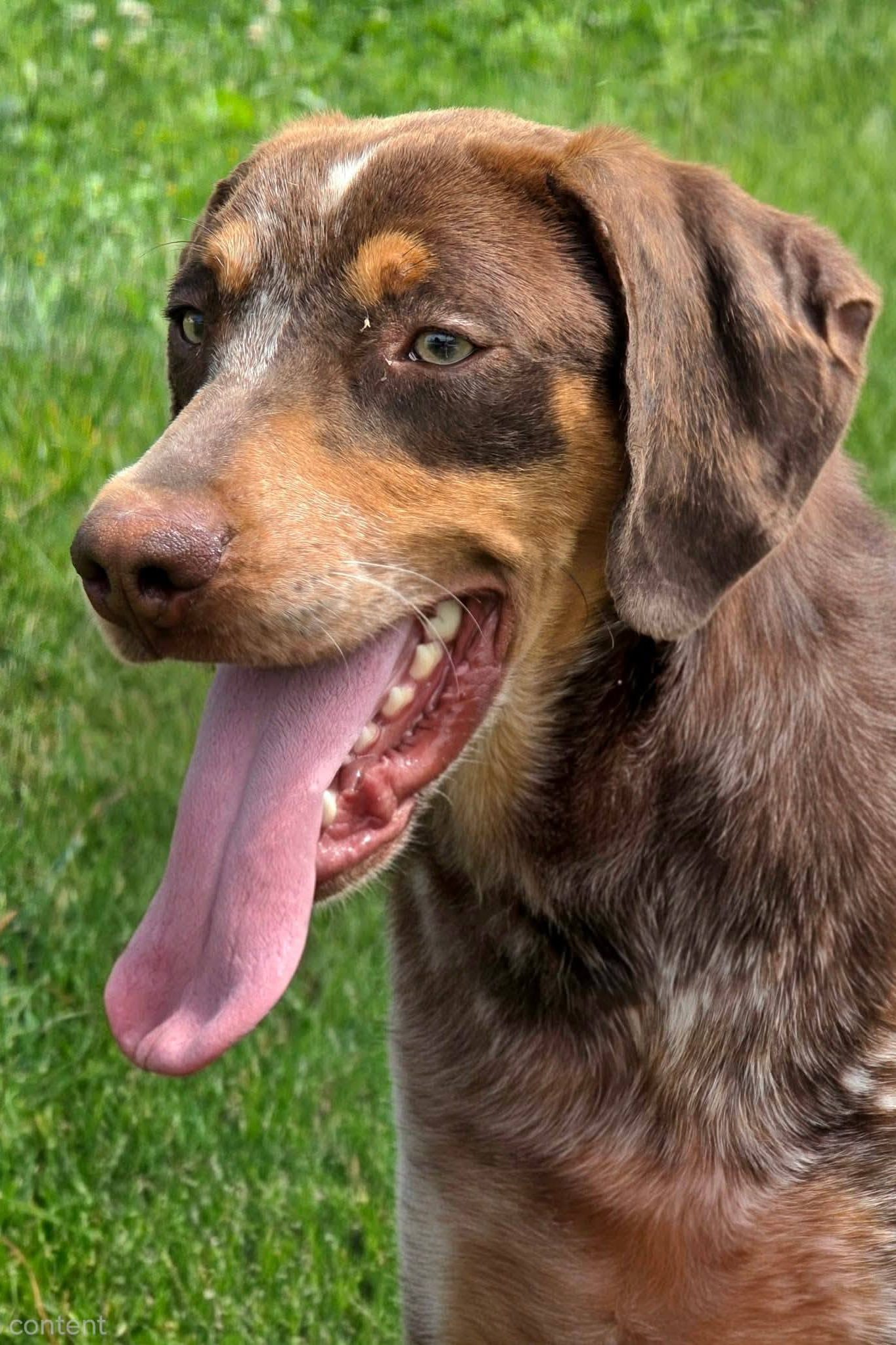 dog_rescue_portugal