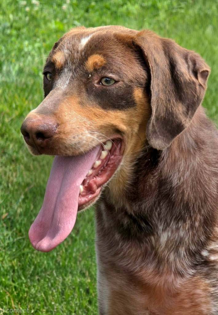 dog_rescue_portugal