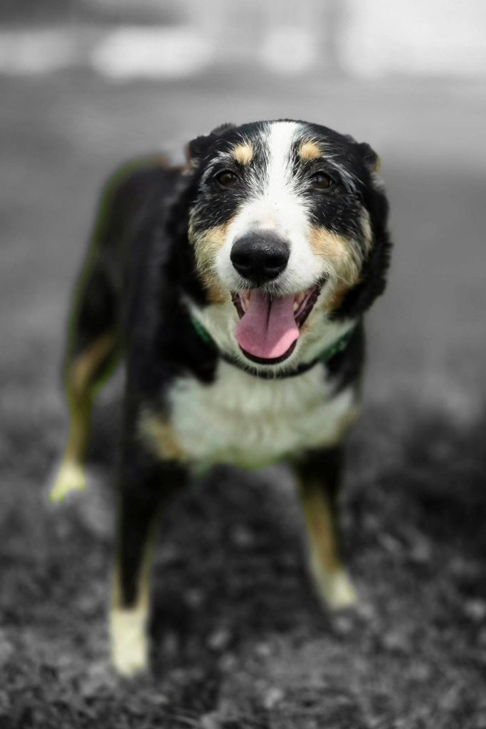Dog_rescue_portugal_nell
