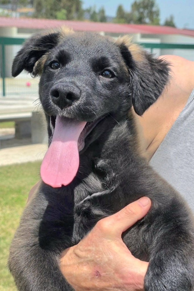 puppies_for_adoption_portugal