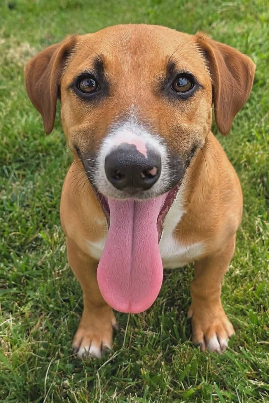 Puppy_rescue_portugal