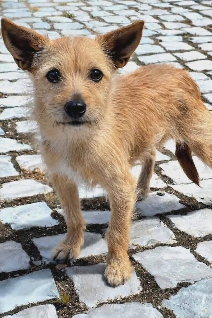 terrier_dog_rescue_portugal_ninora